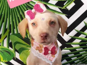 Cachorro raça Srd idade 2 a 6 meses nome Clarie 