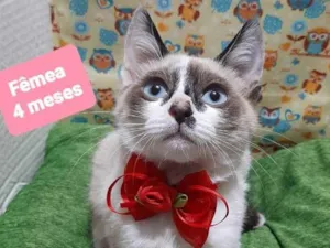 Gato raça Srd idade 2 a 6 meses nome Princess 