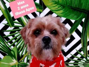 Cachorro raça Ilhasa apso  idade 2 anos nome Max 