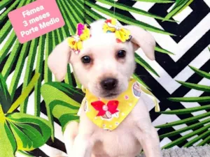 Cachorro raça Srd idade 2 a 6 meses nome Zoe