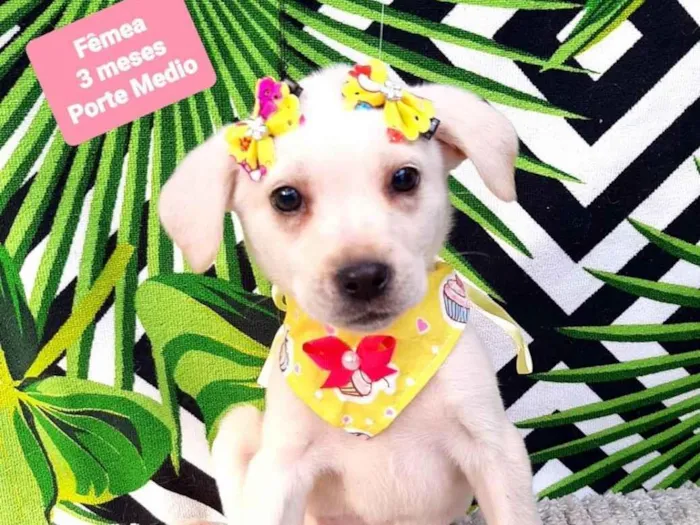 Cachorro raça Srd idade 2 a 6 meses nome Zoe