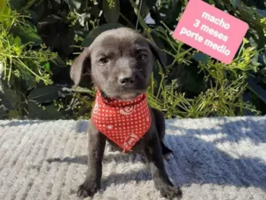 Cachorro raça Srd idade 2 a 6 meses nome Pitoco 