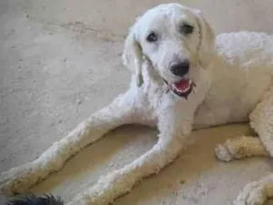 Cachorro raça Srd idade 2 anos nome Pelúcio 