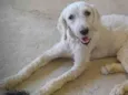 Pelúcio