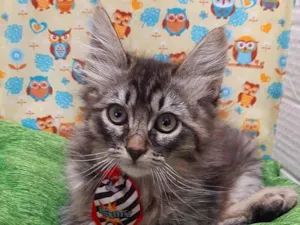 Gato raça Srd  idade 2 a 6 meses nome John 