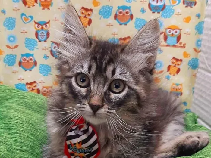 Gato raça Srd  idade 2 a 6 meses nome John 