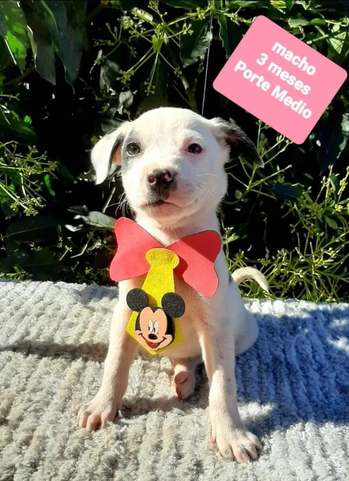 Cachorro raça Srd idade 2 a 6 meses nome Nico