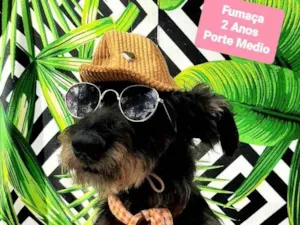 Cachorro raça Srd idade 2 anos nome Fumaça 