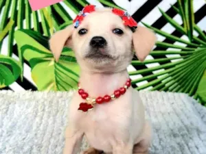 Cachorro raça Srd idade 2 a 6 meses nome Brity