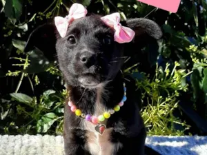 Cachorro raça Srd idade 2 a 6 meses nome Ursula 
