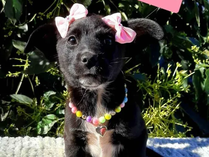 Cachorro raça Srd idade 2 a 6 meses nome Ursula 