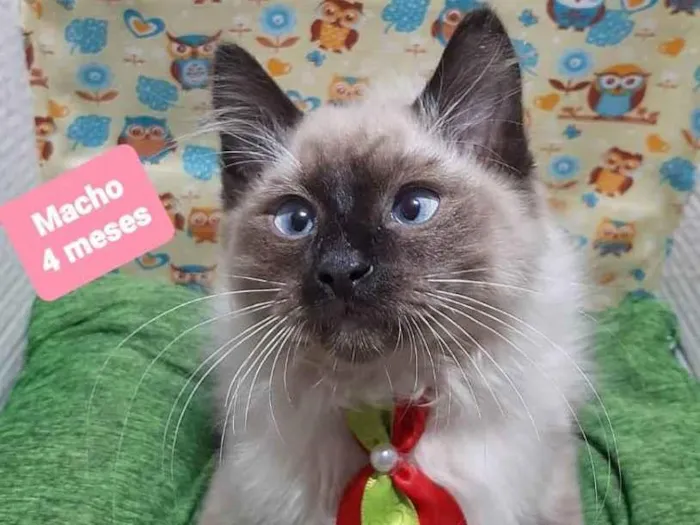 Gato raça Srd idade 2 a 6 meses nome Venon 