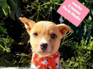 Cachorro raça Srd idade 2 a 6 meses nome Theo 