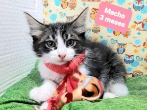 Gato raça Srd idade 2 a 6 meses nome Príncipe 