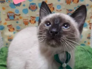 Gato raça Srd idade 2 a 6 meses nome Hugo