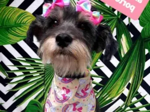 Cachorro raça Srd idade 2 anos nome Amora 