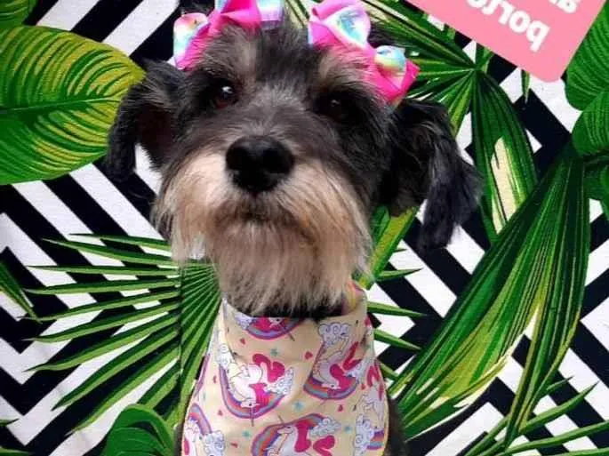 Cachorro raça Srd idade 2 anos nome Amora 