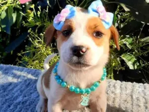 Cachorro raça Srd idade 2 a 6 meses nome Lindinha 