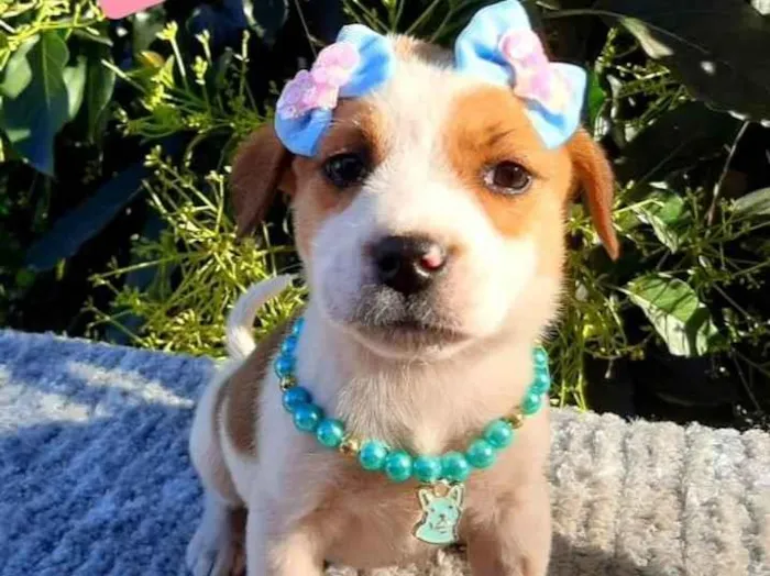 Cachorro raça Srd idade 2 a 6 meses nome Lindinha 