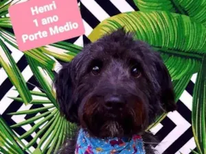 Cachorro raça Srd idade 1 ano nome Henri 