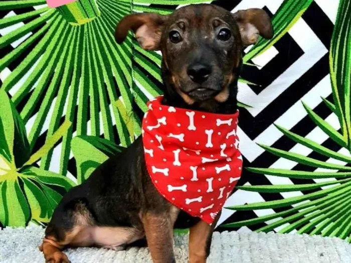 Cachorro raça Srd idade 2 a 6 meses nome Bingo 