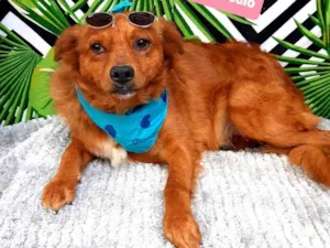 Cachorro raça Srd idade 1 ano nome Nick 