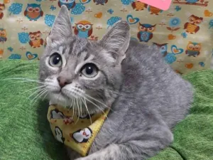 Gato raça Srd idade 2 a 6 meses nome Artur 