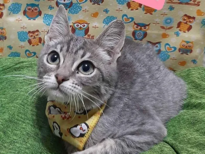 Gato raça Srd idade 2 a 6 meses nome Artur 