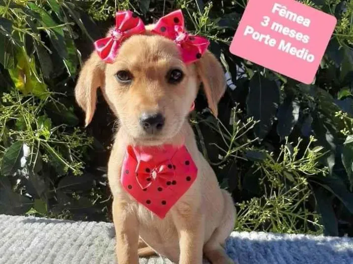 Cachorro raça Srd idade 2 a 6 meses nome Lara