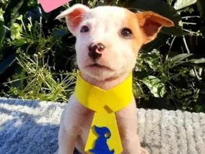 Cachorro raça Srd idade 2 a 6 meses nome Teodoro 