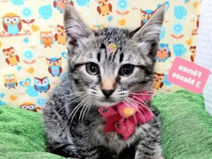 Gato raça Srd idade 2 a 6 meses nome Melody
