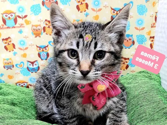 Gato raça Srd idade 2 a 6 meses nome Melody