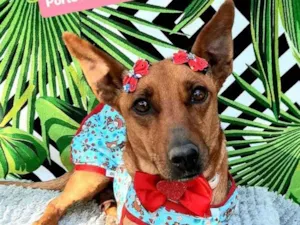 Cachorro raça Srd idade 2 anos nome Neném 