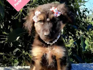 Cachorro raça Srd idade 2 a 6 meses nome Lobinha 