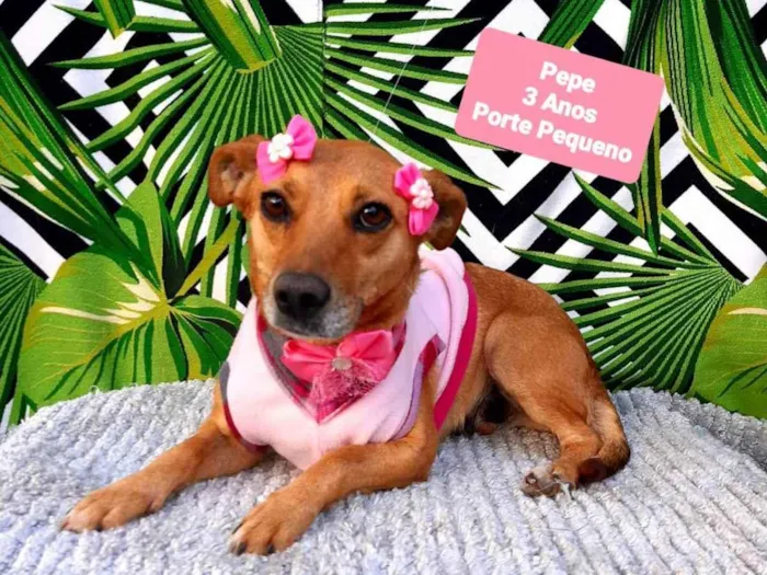 Cachorro raça Srd idade 3 anos nome Pepe