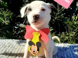 Cachorro raça Srd idade 2 a 6 meses nome Nico