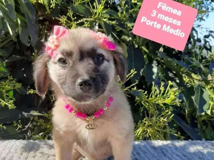 Cachorro raça Srd idade 2 a 6 meses nome Julia