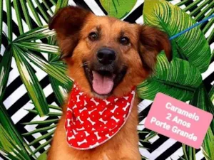 Cachorro raça Srd idade 2 anos nome Caramelo 