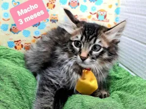 Gato raça Srd idade 2 a 6 meses nome Zack