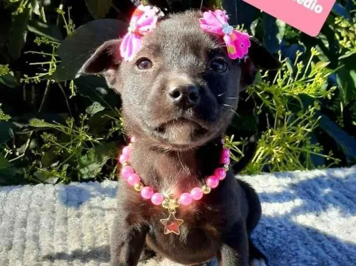 Cachorro raça Srd idade 2 a 6 meses nome Leona 