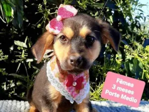 Cachorro raça Srd idade 2 a 6 meses nome Ariel 
