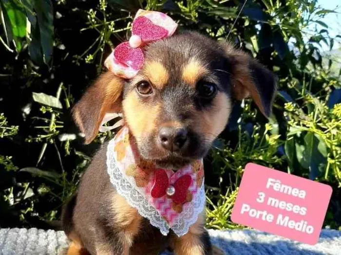 Cachorro raça Srd idade 2 a 6 meses nome Ariel 