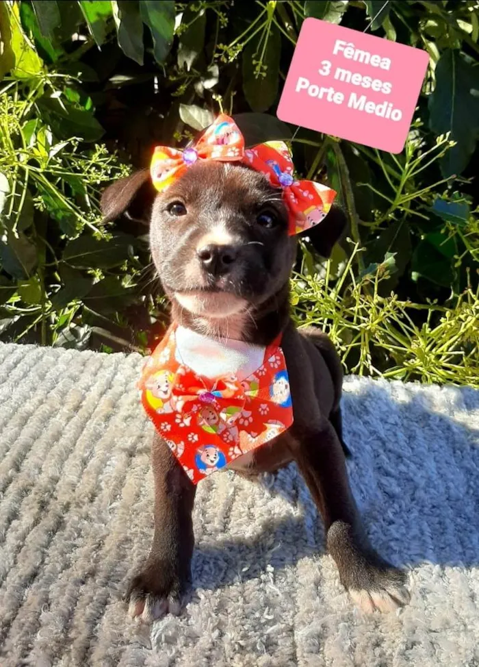 Cachorro raça Srd idade 2 a 6 meses nome Kiara 