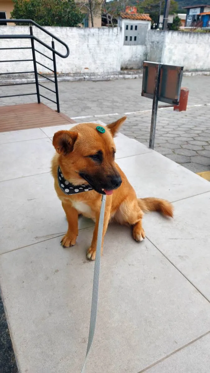 Cachorro ra a Vira lata idade 1 ano nome Caramelo