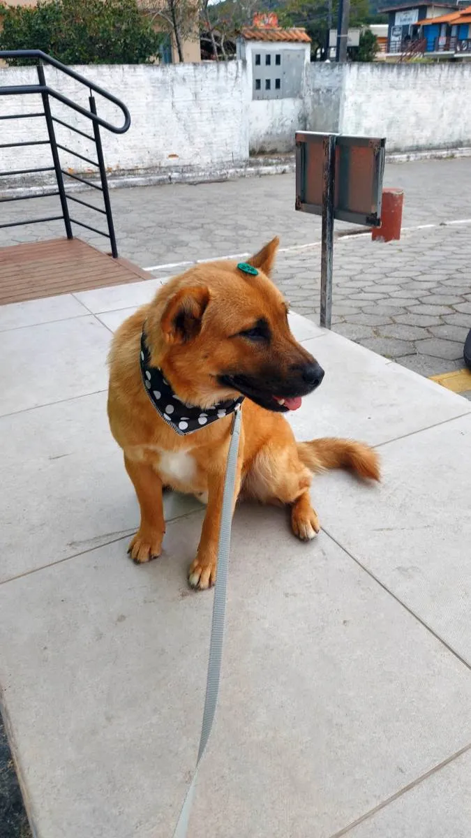 Cachorro ra a Vira lata idade 1 ano nome Caramelo