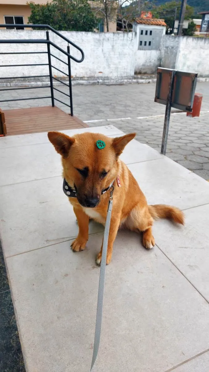 Cachorro ra a Vira lata idade 1 ano nome Caramelo