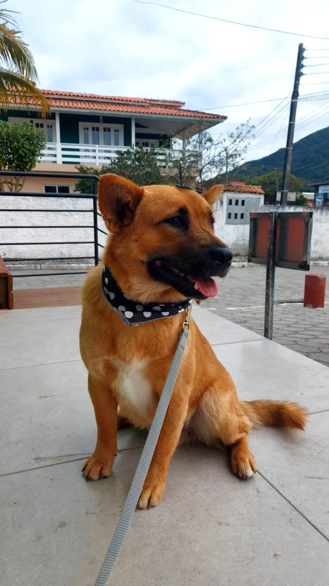 Cachorro ra a Vira lata idade 1 ano nome Caramelo