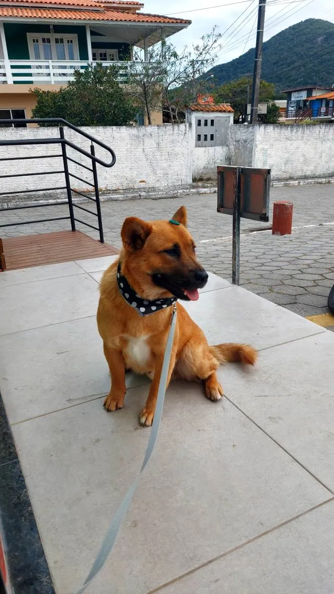 Cachorro ra a Vira lata idade 1 ano nome Caramelo