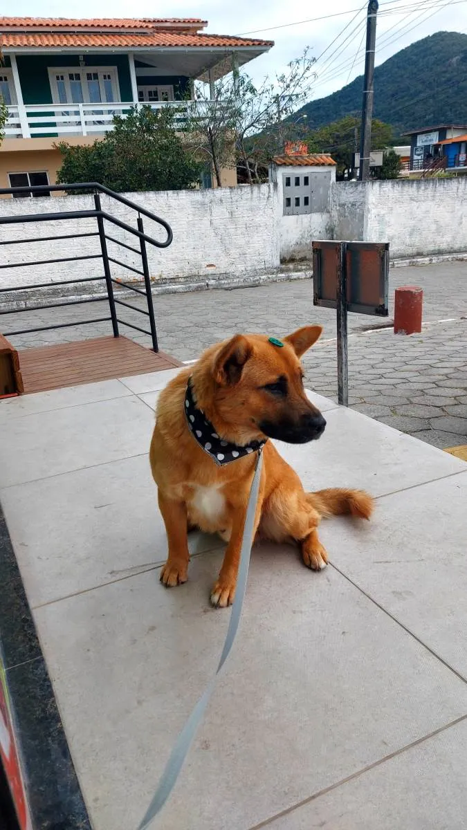 Cachorro ra a Vira lata idade 1 ano nome Caramelo