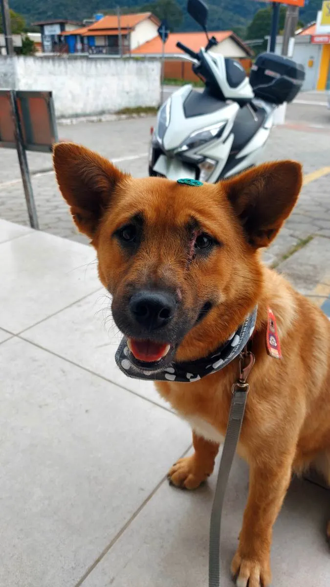 Cachorro ra a Vira lata idade 1 ano nome Caramelo